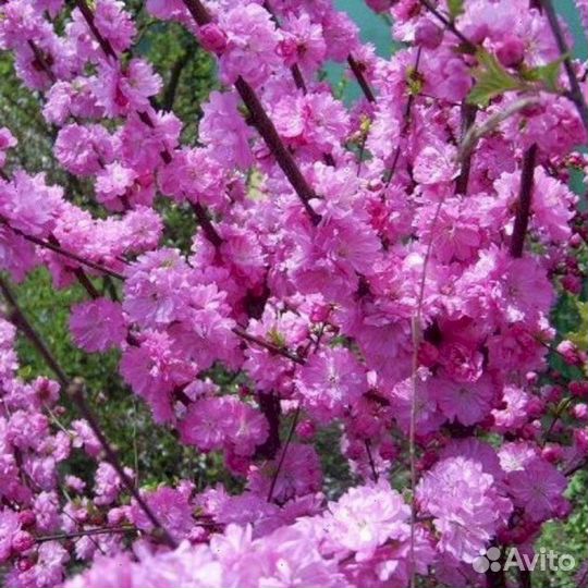 Луизеания - Миндаль Раскрасавица