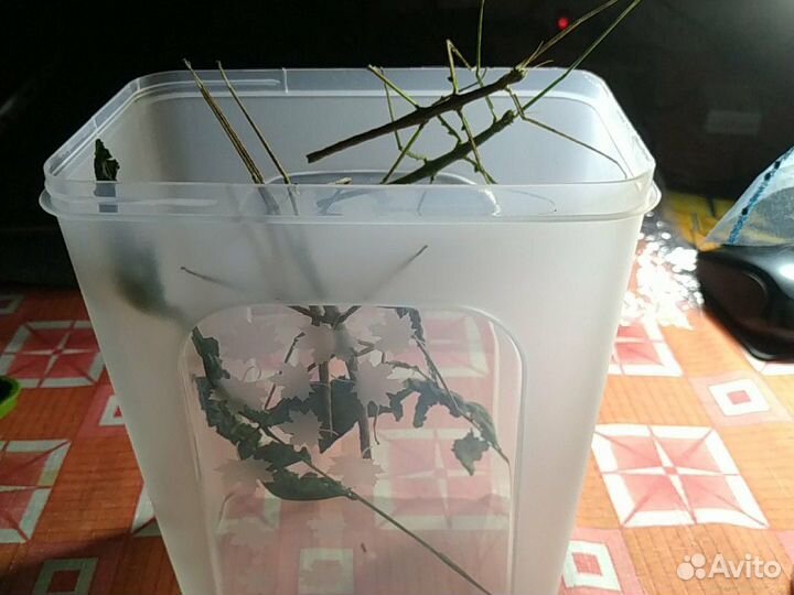 Палочники анамские подарок юному натуралисту