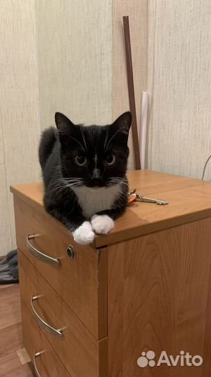 Кошка
