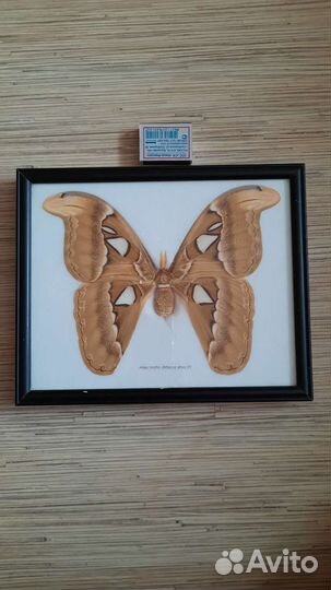 Бабочка настоящая в рамке