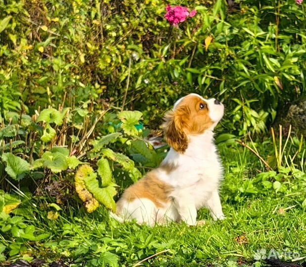 Щенок кавалер кинг чарльз спаниель
