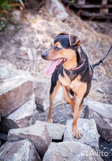 Собака из черного поиюта