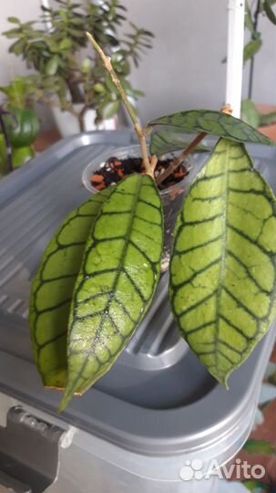 Красивые хойи