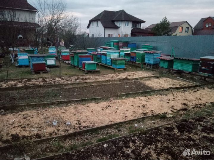 Пчелы