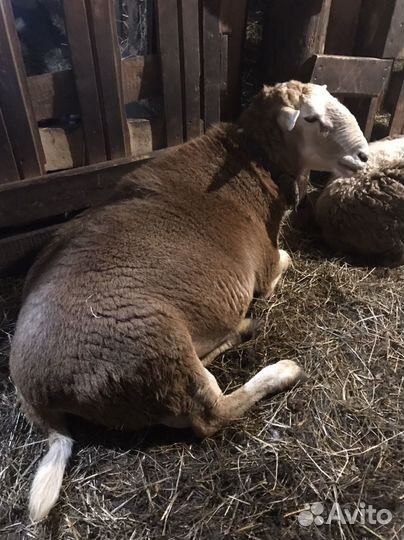 Овцы бараны ягнята