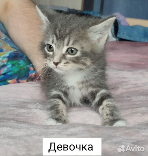 Пушистики в добрые руки