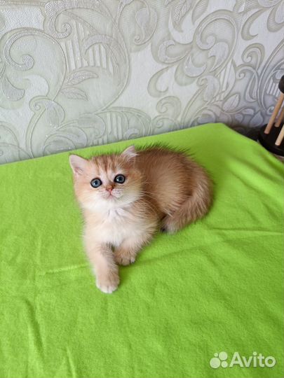Золотая шиншилла, девочка