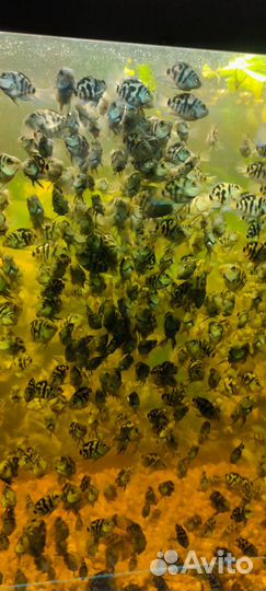 Аквариумные рыбки