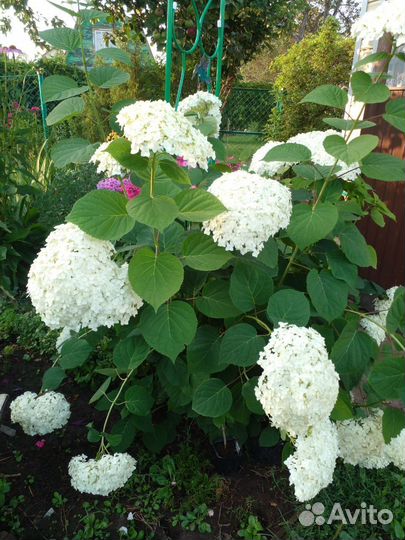 Гортензия анабель