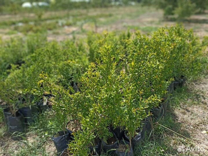 Гранат саженцы