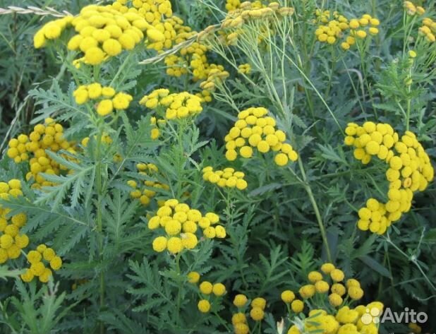 Пижма шиповник сосна, саженцы виктории, вербейник