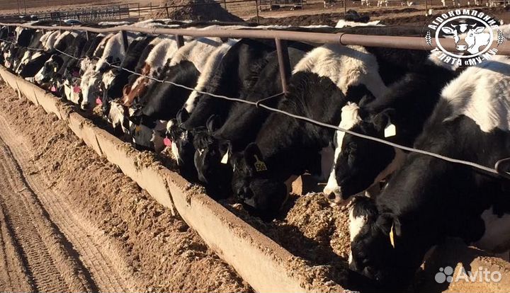 Телята бычки