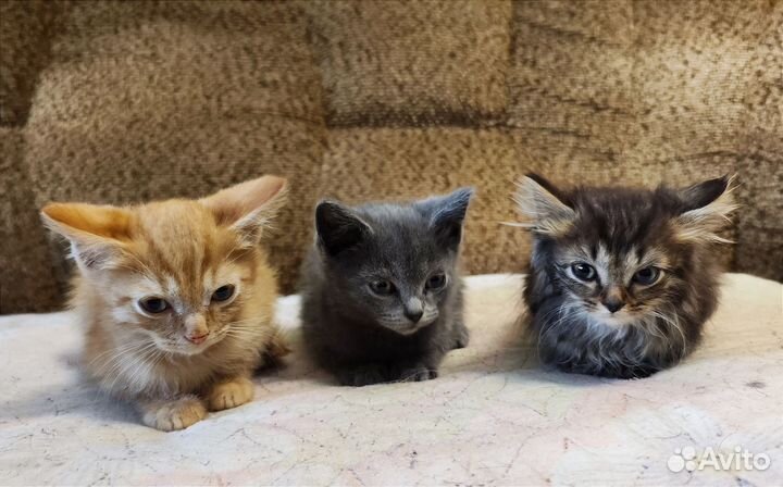 Котята в добрые руки