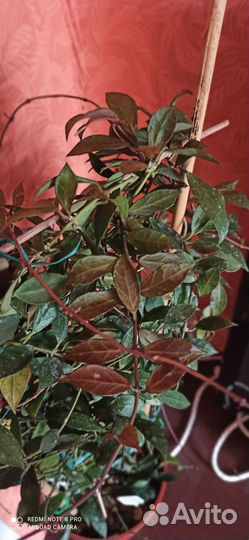 Редкие хойи.Хойя Ребекка