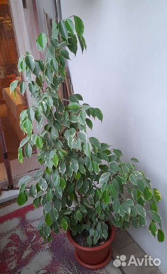 Фикус бенджамина