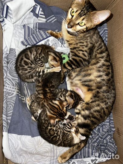 Бенгальские котята