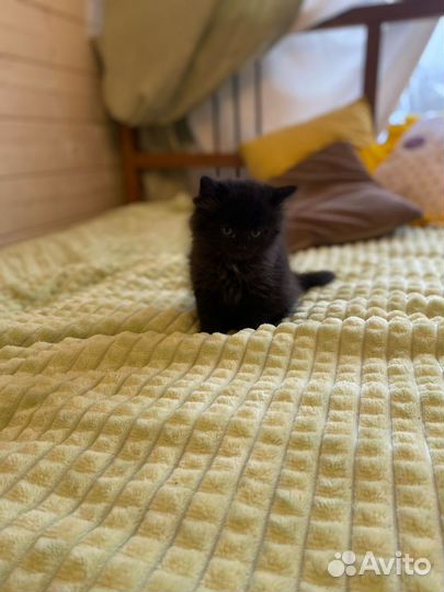 Котята в добрые руки бесплатно