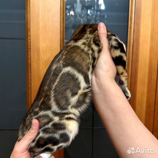 Бенгальская