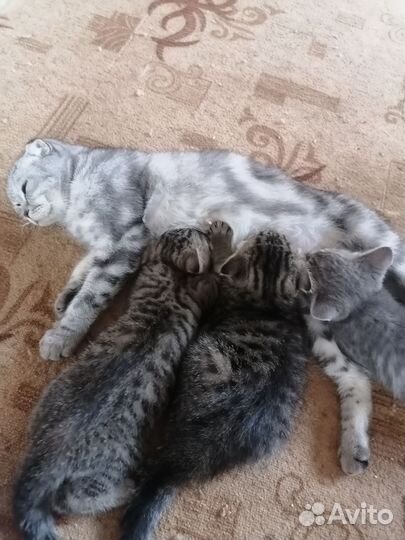 Шотландская вислоухая кошка