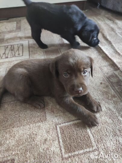 Щенки лабрадора