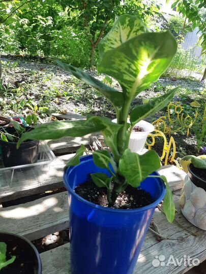 Диффенбахия