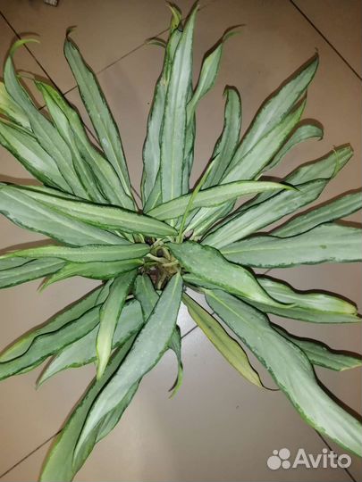 Аглаонема белое копье