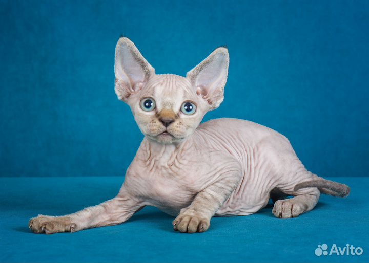 Котенок девон рекс