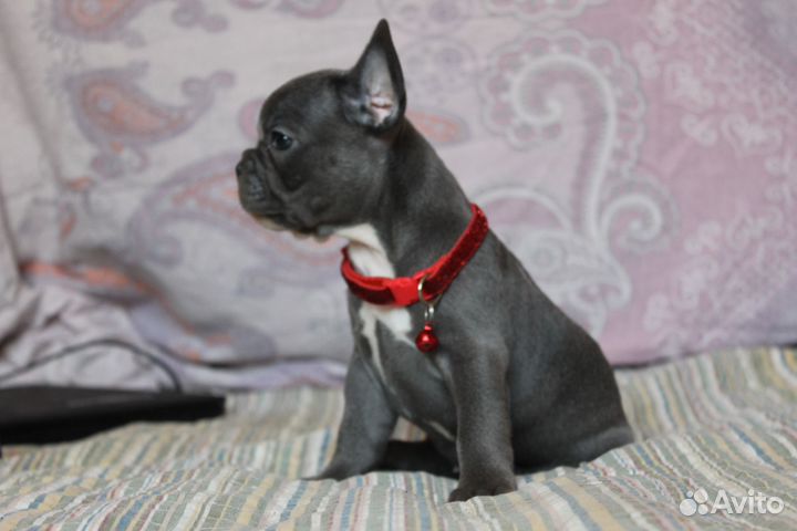 Твоя голубая мечта