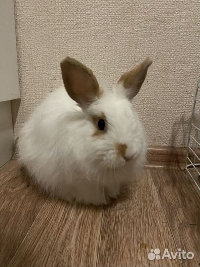 Кролик с клеткой