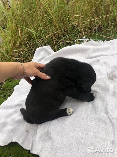 Щенок Чарли