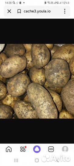 Продам картофель оптом. Невский и Гала