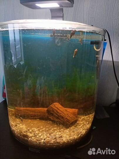 Аквариум с рыбками