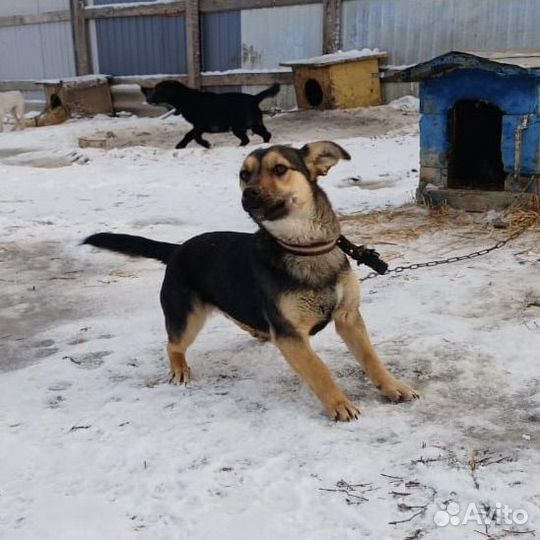 Ищет дом нежная и ласковая собачка Пуговка