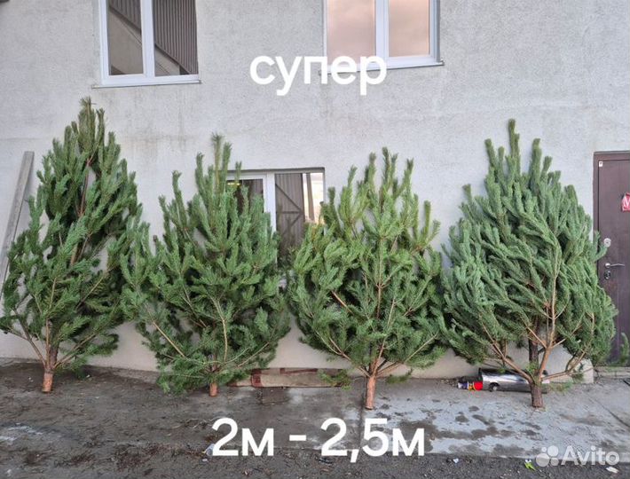 Сосна новогодняя пушистая опт, розница (1.5-3м)