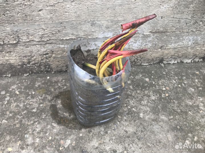 Саженцы кувшинка (нимфея) водная лилия