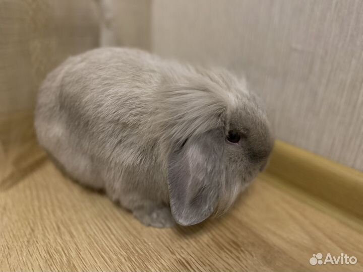 Вислоухий декоративный кролик самец для случки