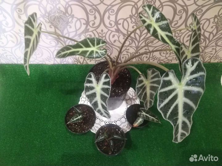 Алоказия Бамбино