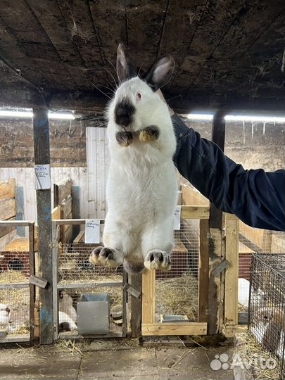 Кролики калифорния