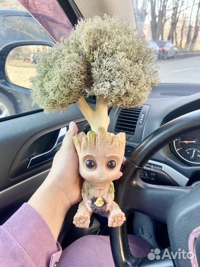 Цетрария в груте