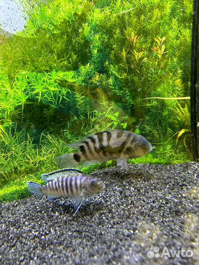 Рыбы цихлиды