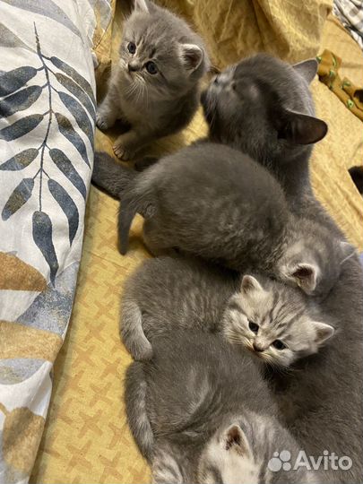 Британские котята