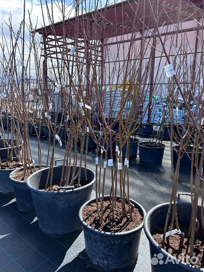 Плодовые деревья (вишня, груша, дюк и др.) окс