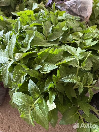 Рассада помидор и перцев