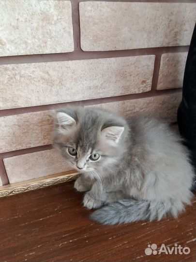 Вислоухая кошечка