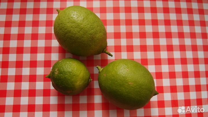 Продам Павловский лимон