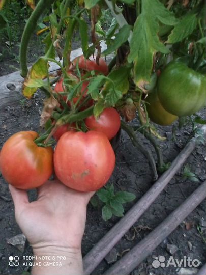 Помидора сладкая Бычье сердце