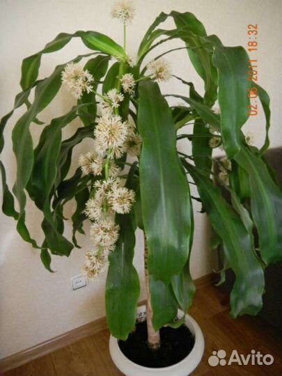 Драцена, денежное дерево, гастерия и другие цветы