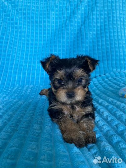 Йоркширский терьер щенки