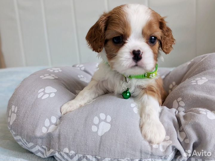 Кавалер мини мальчик с документами РКФ