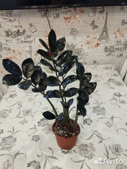 Комнатные растения цветы